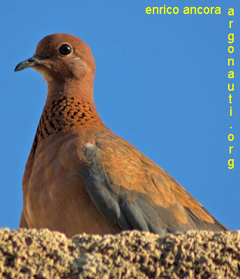 tortora delle palme streptopelia