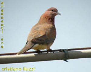 tortora delle palme streptopelia