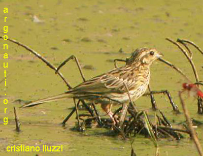 zigolo nero emberiza