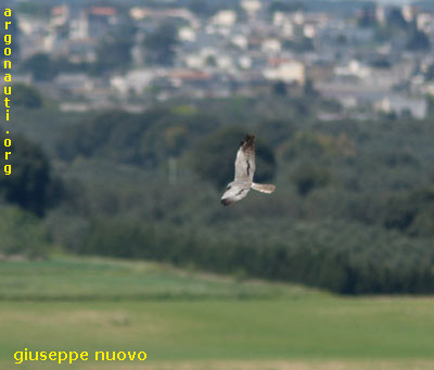 albanella minore