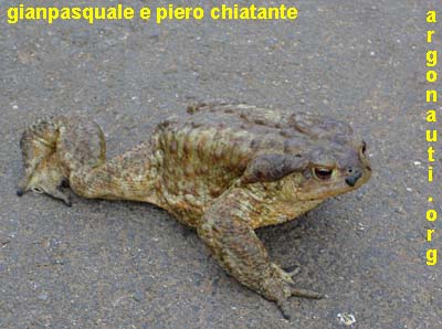 rospo bufo