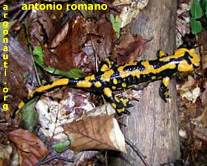 salamandra pezzata