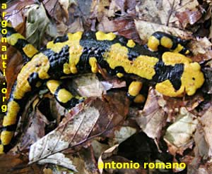 salamandra pezzata