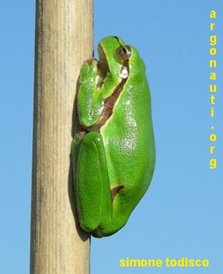 raganella hyla