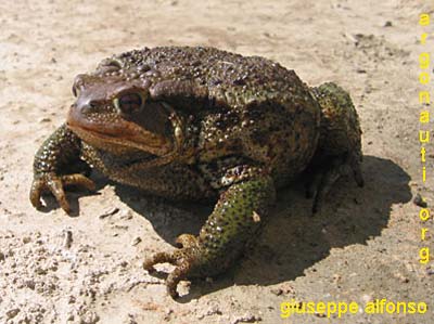 rospo bufo