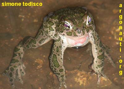 rospo smeraldino bufo