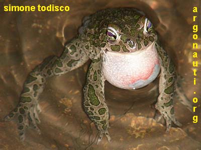 rospo smeraldino bufo