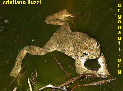 rospo smeraldino bufo