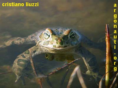 rospo smeraldino bufo