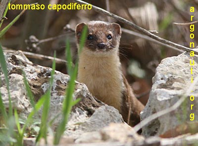 donnola mustela