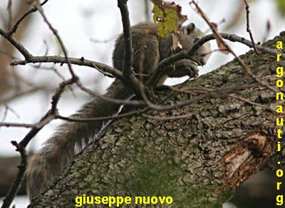 callosciurus finlaysonii scoiattolo