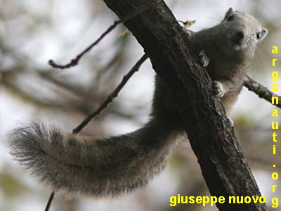 callosciurus finlaysonii scoiattolo