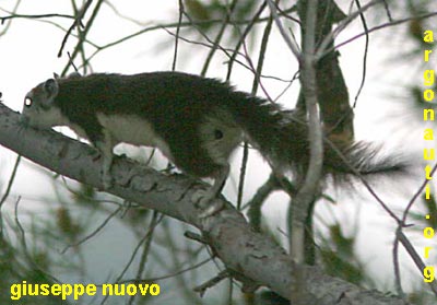 callosciurus finlaysonii scoiattolo