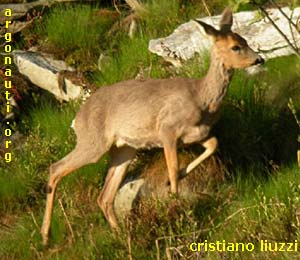 capriolo capreolus