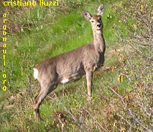 capriolo capreolus