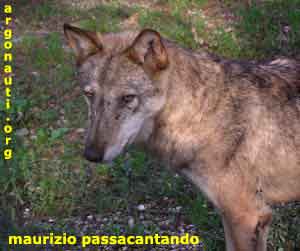 lupo canis