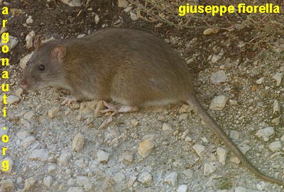 ratto delle chiaviche