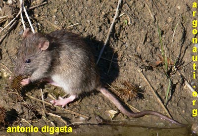 ratto delle chiaviche