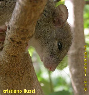 ratto delle chiaviche