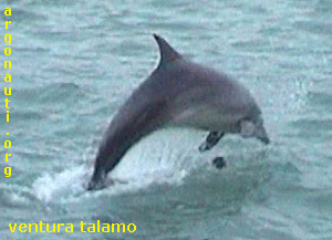 tursiope tursiops