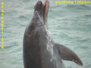 tursiops tursiope