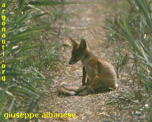 volpe vulpes