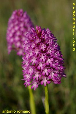 anacamptis pyramidalis