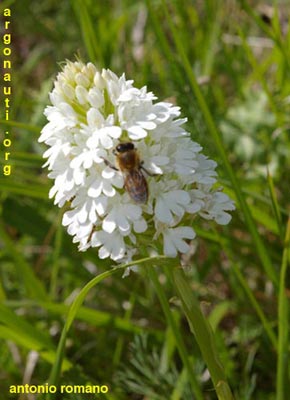 anacamptis pyramidalis