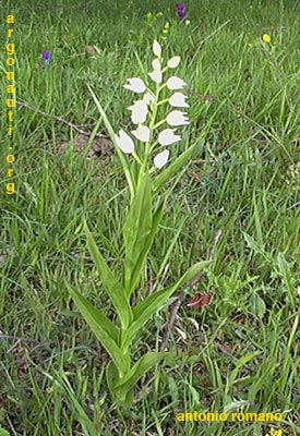 cephalanthera longifolia