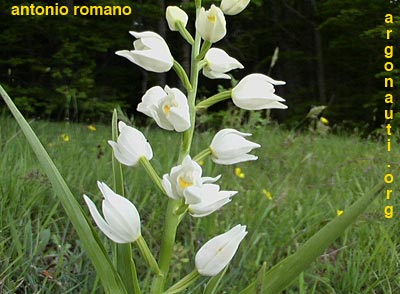 cephalanthera longifolia