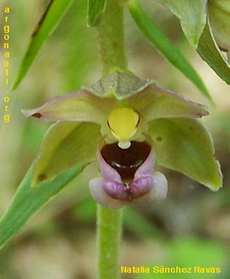 epipactis