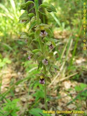 epipactis