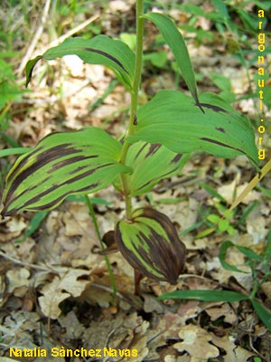 epipactis