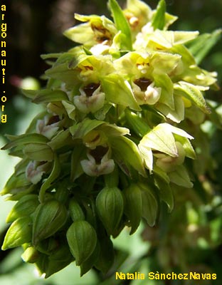 epipactis