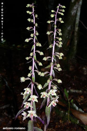 epipactis