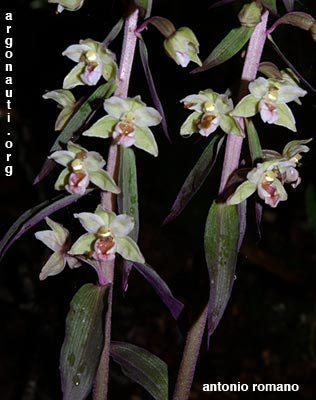 epipactis