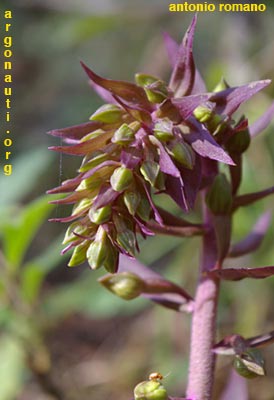 epipactis