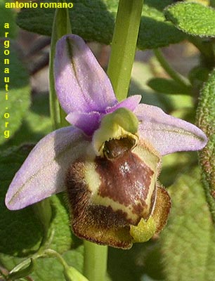 ophrys candica