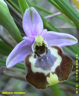 ophrys candica