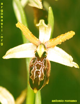 ophrys exaltata