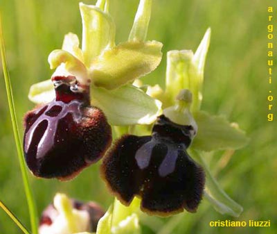 ophrys garganica