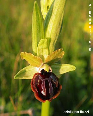 ophrys garganica