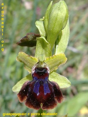 ophrys garganica