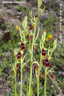 ophrys insectifera