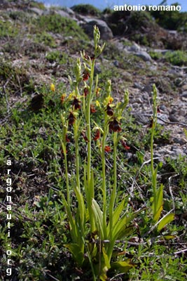 ophrys insectifera