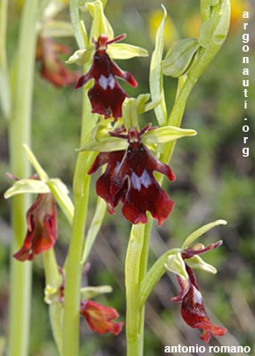 ophrys insectifera