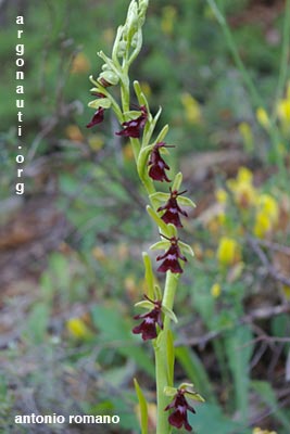 ophrys insectifera