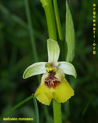 ophrys lacaitae