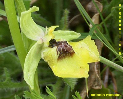 ophrys lacaitae