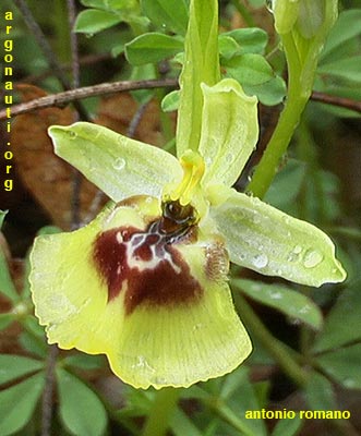 ophrys lacaitae